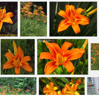 Orange Day Lily - photo reference